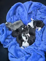 Tack, a male Frenchton for sale in Birch Run, MI – Photo 5 of 8