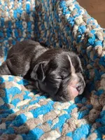 Tack, a male Frenchton for sale in Birch Run, MI – Photo 6 of 8