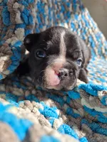 Tack, a male Frenchton for sale in Birch Run, MI – Photo 8 of 8