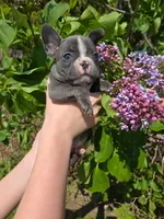 Sangria , a female Boston Terrier and French Bulldog for sale in Birch Run, MI – 3 of 7