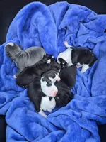 Merci, a female Boston Terrier and Frenchton for sale in Birch Run, MI – Photo 7 of 8