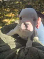 Merci, a female Boston Terrier and Frenchton for sale in Birch Run, MI – Photo 4 of 8