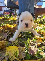 Merci, a female Boston Terrier and Frenchton for sale in Birch Run, MI – Photo 1 of 8