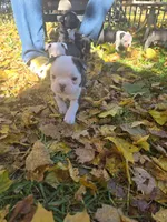 Merci, a female Boston Terrier and Frenchton for sale in Birch Run, MI – Photo 6 of 8