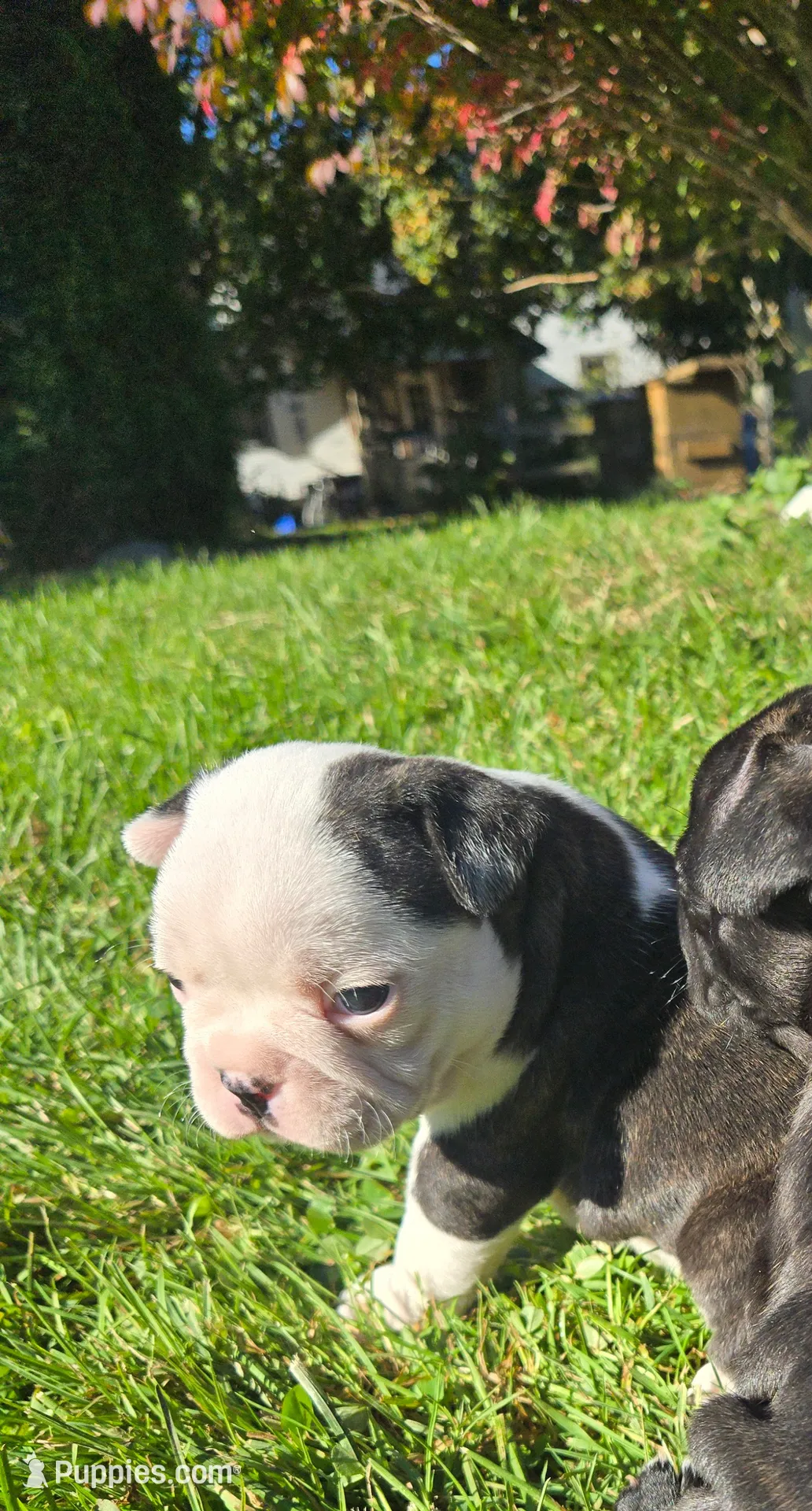 Merci, a female Boston Terrier and Frenchton for sale in Birch Run, MI – Photo 5 of 8