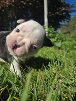 Merci, a female Boston Terrier and Frenchton for sale in Birch Run, MI – Photo 2 of 8