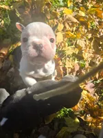 Merci, a female Boston Terrier and Frenchton for sale in Birch Run, MI – Photo 8 of 8