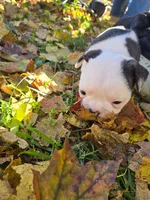 Merci, a female Boston Terrier and Frenchton for sale in Birch Run, MI – Photo 3 of 8