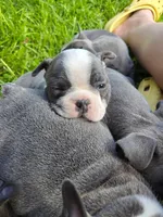 Cosmopolitan , a male Boston Terrier and French Bulldog for sale in Birch Run, MI – 5 of 9