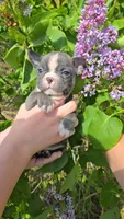 Tipperary, a female Boston Terrier and French Bulldog for sale in Birch Run, MI – 2 of 8