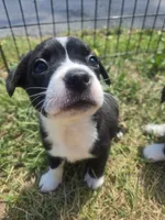 Pepsi, a female Boston Terrier and Pembroke Welsh Corgi for sale in Birch Run, MI – 8 of 10