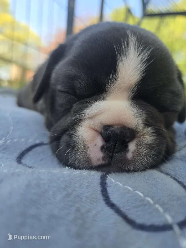 Montgomery  – Boston Terrier, French Bulldog puppy for sale in Birch Run, MI