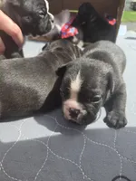 Montgomery , a male Boston Terrier and French Bulldog for sale in Birch Run, MI – Photo 6 of 6