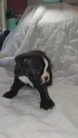 Montgomery , a male Boston Terrier and French Bulldog for sale in Birch Run, MI – Photo 2 of 6