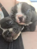 Montgomery , a male Boston Terrier and French Bulldog for sale in Birch Run, MI – Photo 3 of 6