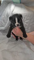 Montgomery , a male Boston Terrier and French Bulldog for sale in Birch Run, MI – Photo 4 of 6