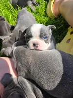 Cosmopolitan , a male Boston Terrier and French Bulldog for sale in Birch Run, MI – 2 of 9