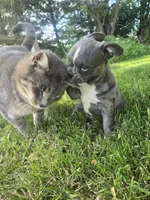 Providence , a female Frenchton for sale in Birch Run, MI – 2 of 10