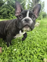 Manhattan , a female Frenchton for sale in Birch Run, MI – 2 of 9