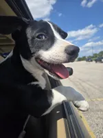 Schweppes, a male Boston Terrier and Pembroke Welsh Corgi for sale in Birch Run, MI – 2 of 10