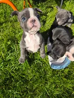 Mimosa, a female Boston Terrier and French Bulldog for sale in Birch Run, MI – 8 of 10
