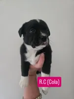 R.C. Cola, a female Boston Terrier and Pembroke Welsh Corgi for sale in Birch Run, MI – 2 of 9