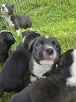 R.C. Cola, a female Boston Terrier and Pembroke Welsh Corgi for sale in Birch Run, MI – 8 of 9