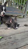 Manhattan , a female Frenchton for sale in Birch Run, MI – 5 of 9