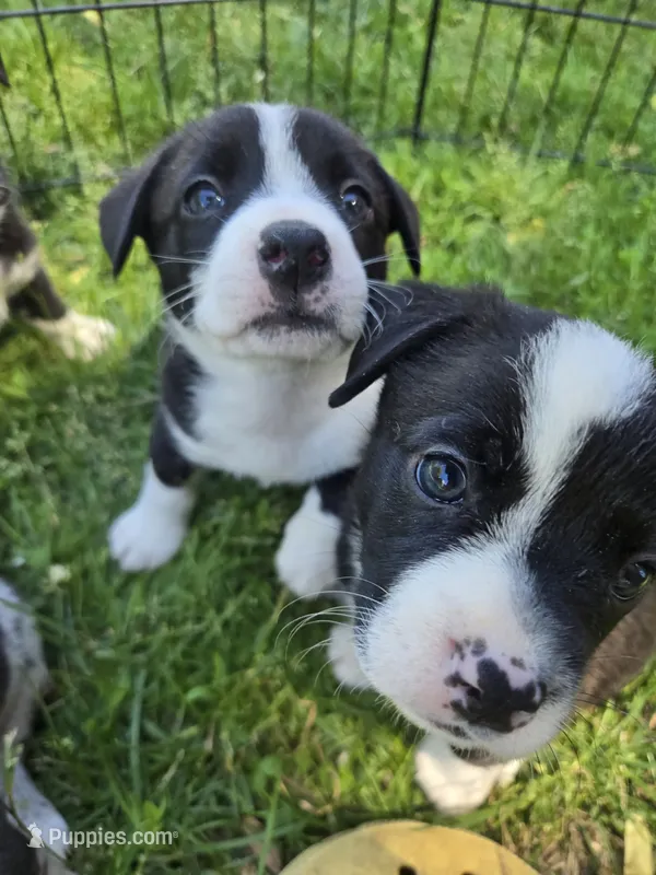 Schwepps  – Boston Terrier, Pembroke Welsh Corgi puppy for sale in Birch Run, MI