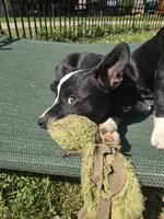 Mr. Pibb, a male Boston Terrier and Pembroke Welsh Corgi for sale in Birch Run, MI – 10 of 10