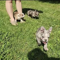 Shiloh, a male Frenchton for sale in Birch Run, MI – Photo 5 of 10