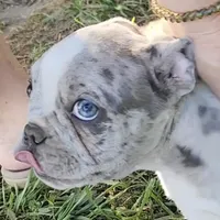 Shiloh, a male Frenchton for sale in Birch Run, MI – Photo 3 of 10