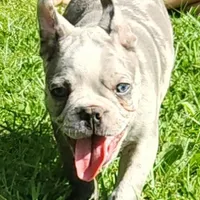 Shiloh, a male Frenchton for sale in Birch Run, MI – Photo 6 of 10