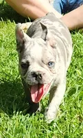 Shiloh, a male Frenchton for sale in Birch Run, MI – Photo 6 of 10
