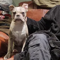 Shiloh, a male Frenchton for sale in Birch Run, MI – Photo 2 of 10