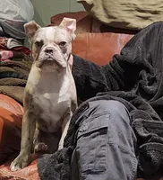 Shiloh, a male Frenchton for sale in Birch Run, MI – Photo 2 of 10