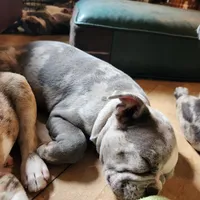 Shiloh, a male Frenchton for sale in Birch Run, MI – Photo 7 of 10