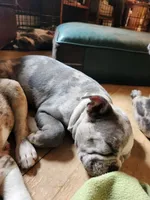 Shiloh, a male Frenchton for sale in Birch Run, MI – Photo 7 of 10