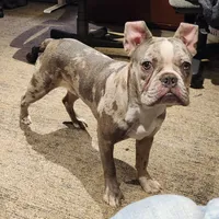 Shiloh, a male Frenchton for sale in Birch Run, MI – Photo 1 of 10