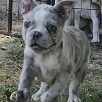 Shiloh, a male Frenchton for sale in Birch Run, MI – Photo 4 of 10