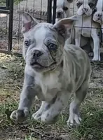 Shiloh, a male Frenchton for sale in Birch Run, MI – Photo 4 of 10