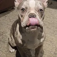 Shiloh, a male Frenchton for sale in Birch Run, MI – Photo 8 of 10