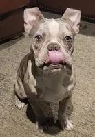 Shiloh, a male Frenchton for sale in Birch Run, MI – Photo 8 of 10