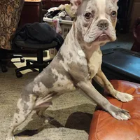 Shiloh, a male Frenchton for sale in Birch Run, MI – Photo 10 of 10