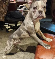 Shiloh, a male Frenchton for sale in Birch Run, MI – Photo 10 of 10