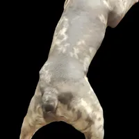 Shiloh, a male Frenchton for sale in Birch Run, MI – Photo 9 of 10