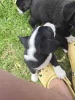 Schwepps , a male Boston Terrier and Pembroke Welsh Corgi for sale in Birch Run, MI – 2 of 10