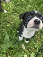 Pepsi, a female Boston Terrier and Pembroke Welsh Corgi for sale in Birch Run, MI – 5 of 10