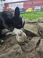 Mr. Pibb, a male Boston Terrier and Pembroke Welsh Corgi for sale in Birch Run, MI – 8 of 10