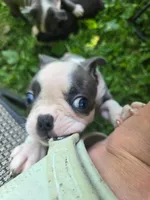 Manistique, a female Boston Terrier for sale in Birch Run, MI – Photo 1 of 3